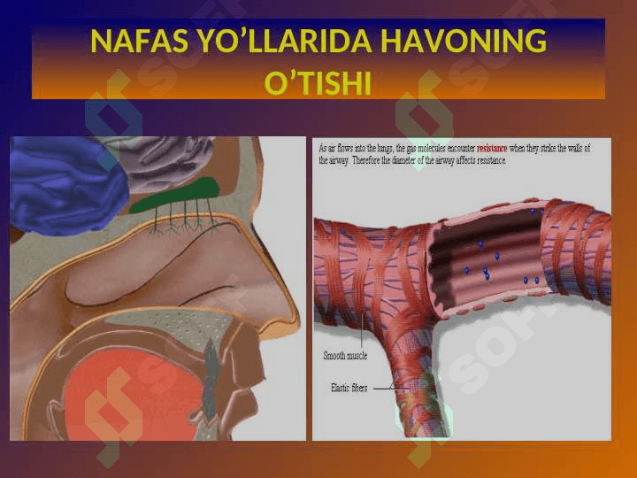 Nafas azolari fiziologiyasi 5