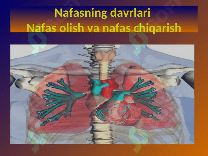 Nafas azolari fiziologiyasi 6