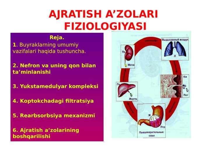 AJRATISH A’ZOLARI FIZIOLOGIYASI