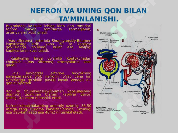 AJRATISH A’ZOLARI FIZIOLOGIYASI 4