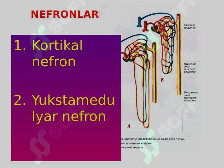 AJRATISH A’ZOLARI FIZIOLOGIYASI 5