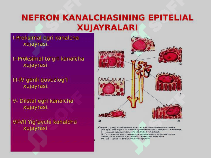 AJRATISH A’ZOLARI FIZIOLOGIYASI 6