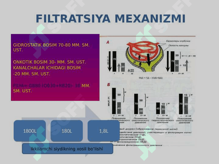AJRATISH A’ZOLARI FIZIOLOGIYASI 7