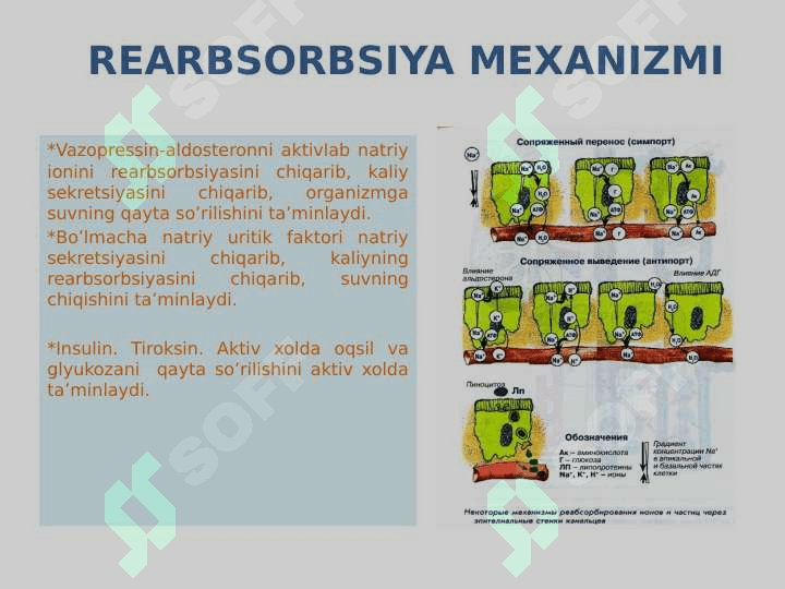 AJRATISH A’ZOLARI FIZIOLOGIYASI 8