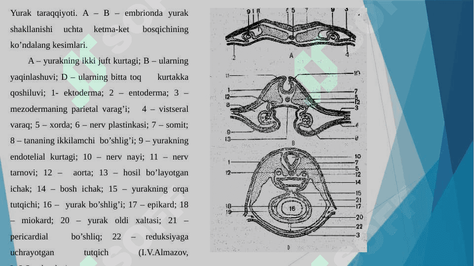 Yurak tuzilishi 4