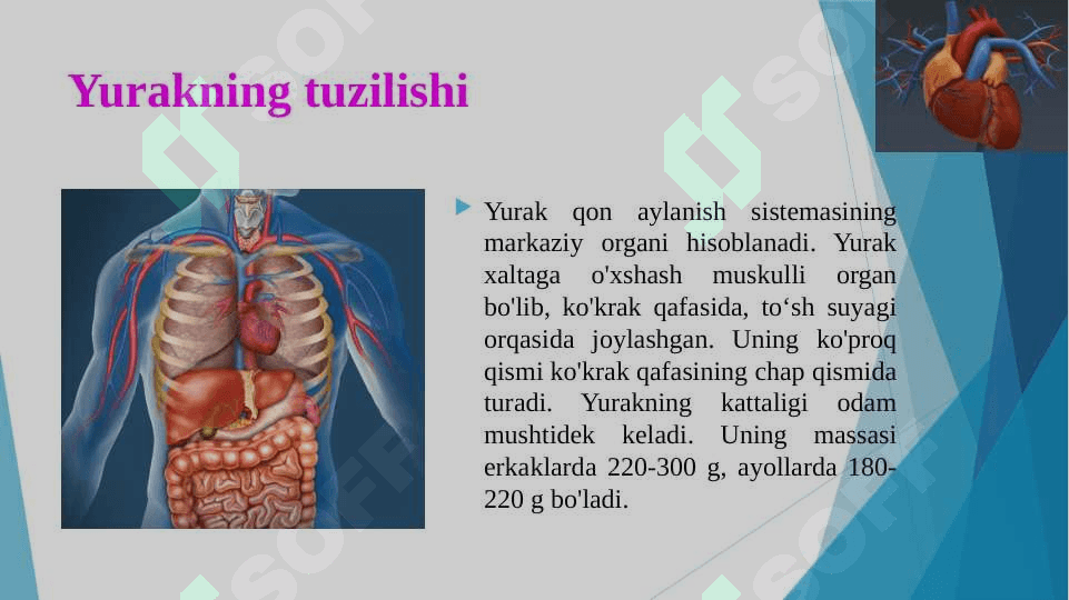 Yurak tuzilishi 5