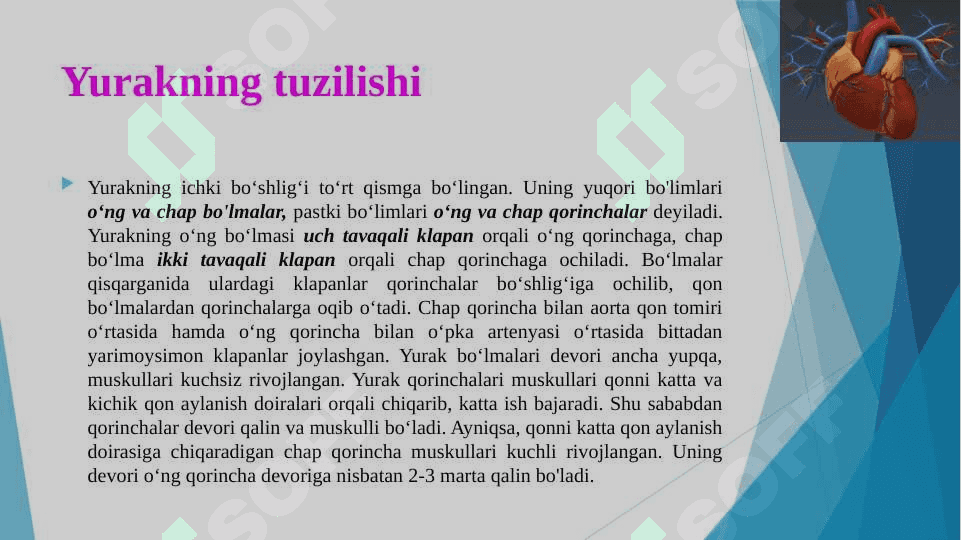 Yurak tuzilishi 8