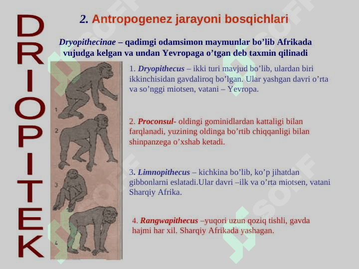 Antropogenez jarayoni va uning asosiy bosqichlari 8