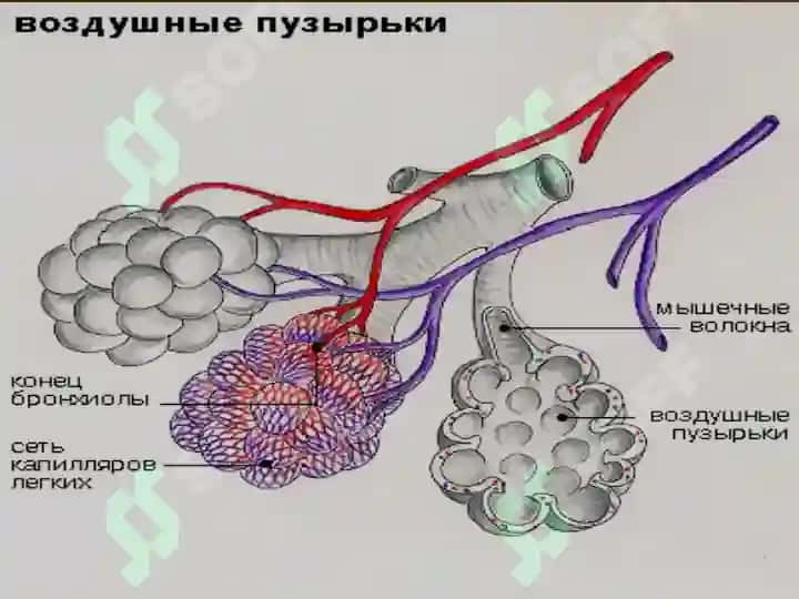 Нафас тизими патофизиологияси 3