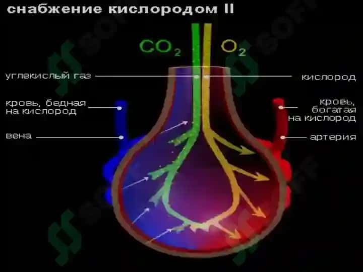 Нафас тизими патофизиологияси 4