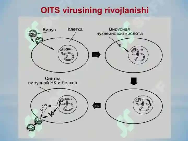 OITS–21-ASR VABOSI 7
