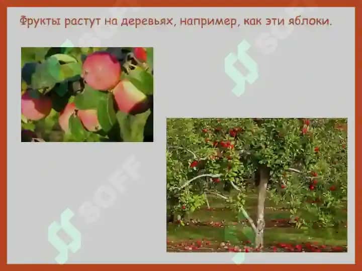 Овощи и фрукты 5