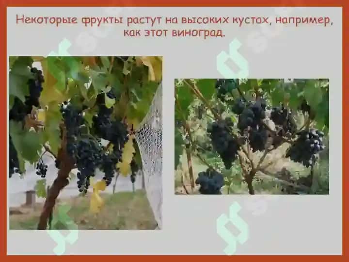 Овощи и фрукты 6