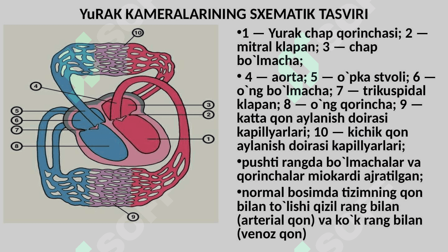 Mitral va Aortal  yurak nuqsonlarining gemodinamikasi 4