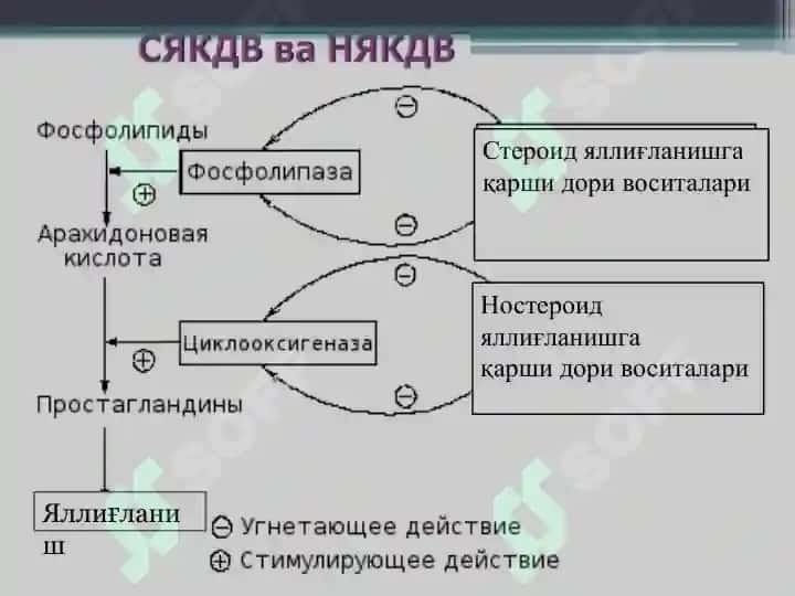 Стероид ва ностероид  яллиғланишга қарши дори воситалари.pptx 3