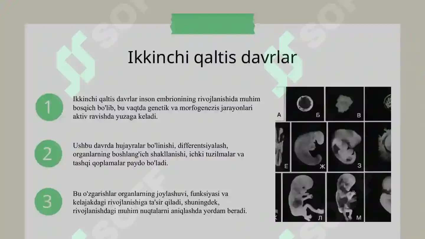 Embriogenezning qaltis davrlari 5