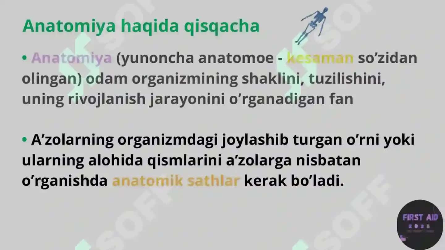 Anatomik satihlar 2
