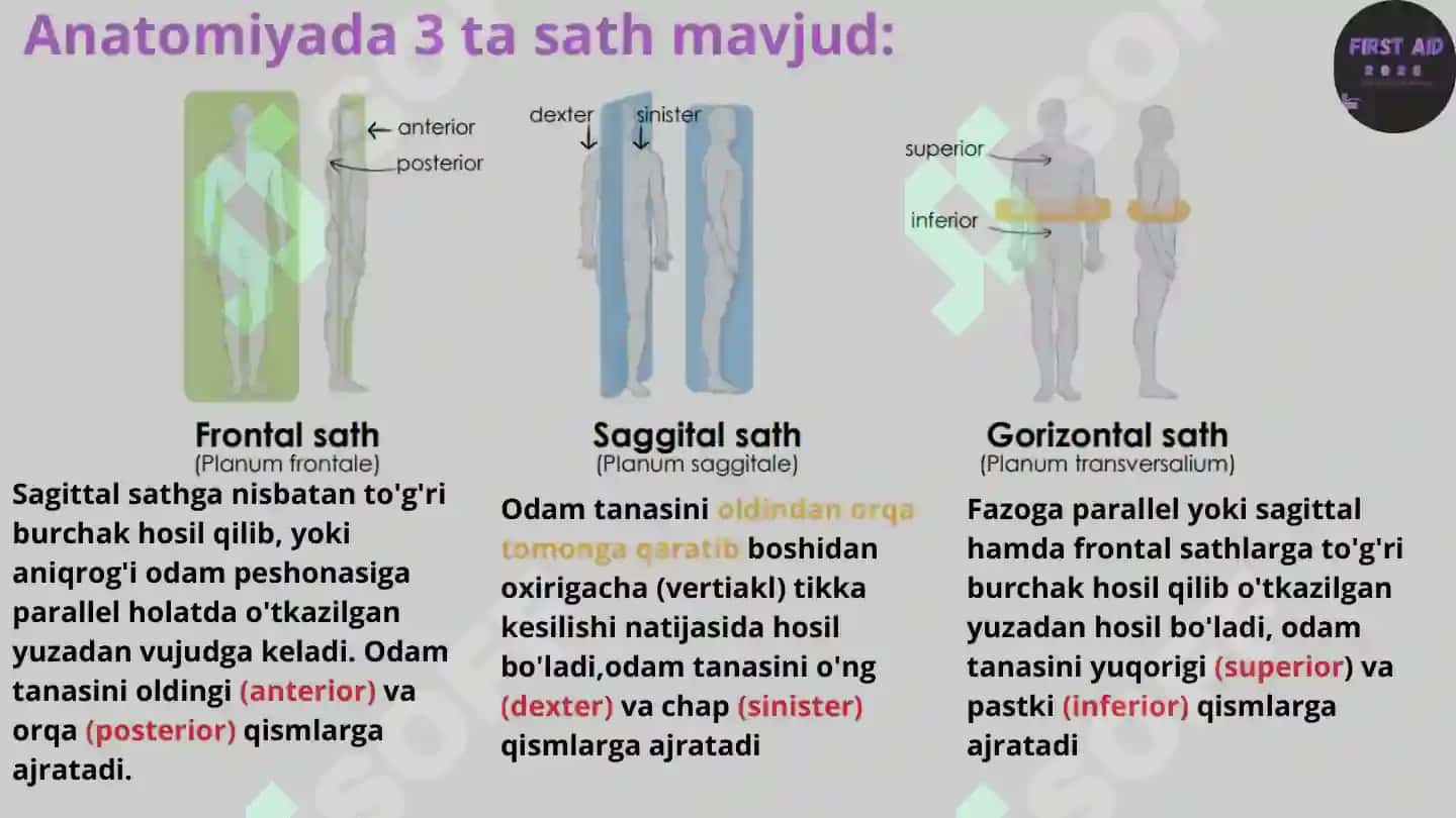 Anatomik satihlar 3