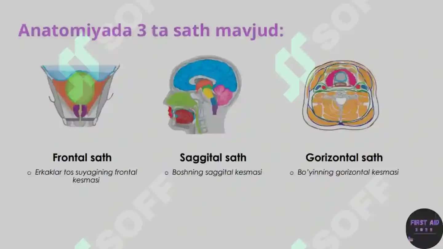 Anatomik satihlar 4