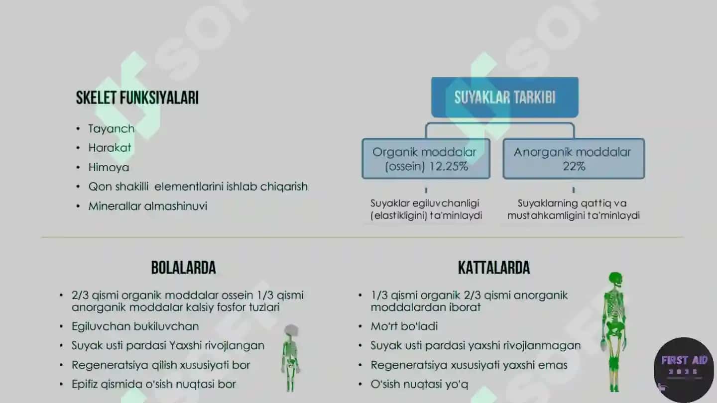 Anatomik satihlar 5