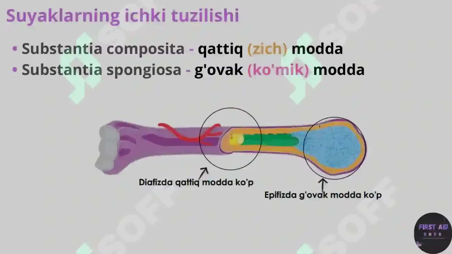 Anatomik satihlar 6