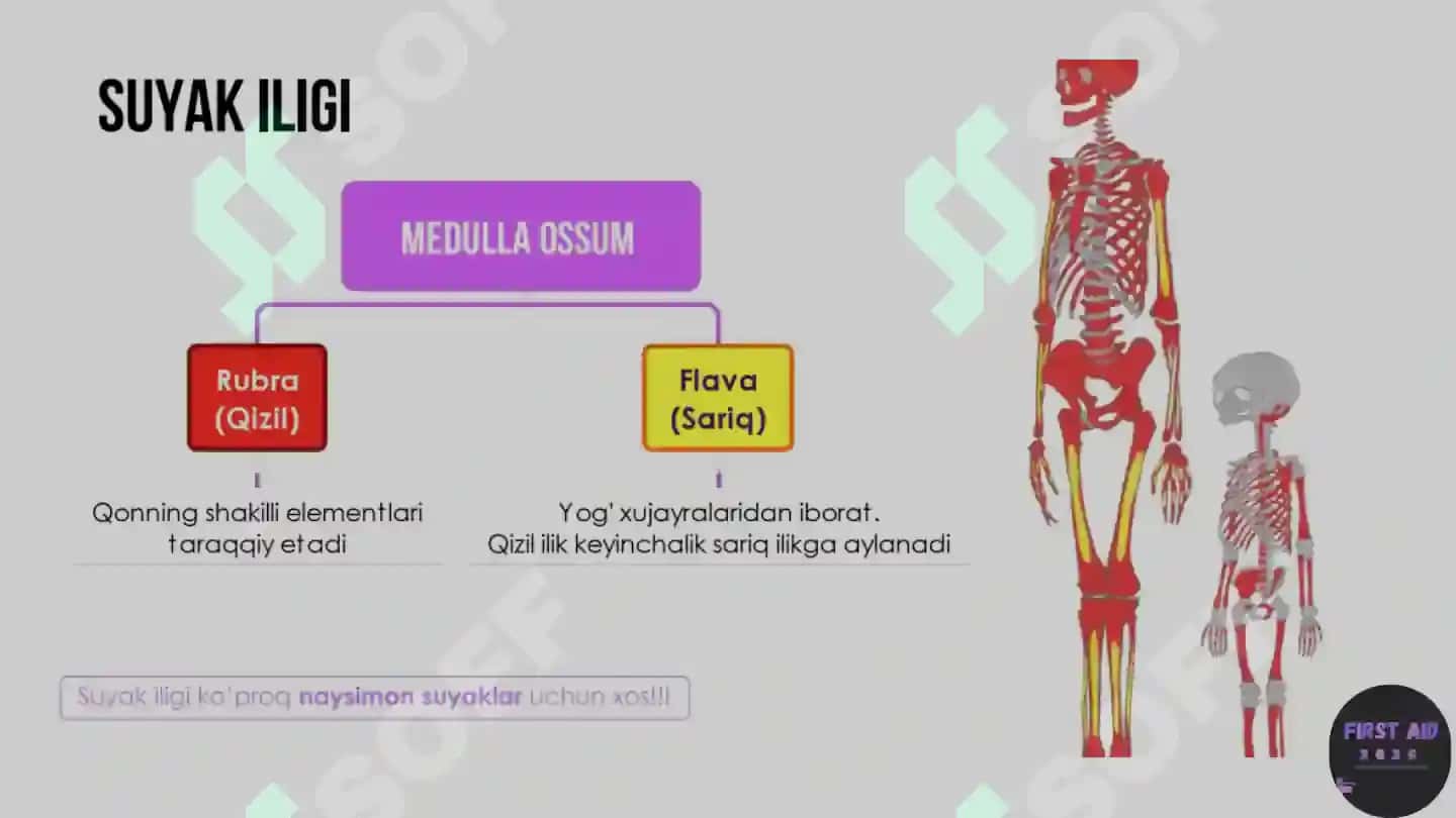 Anatomik satihlar 7