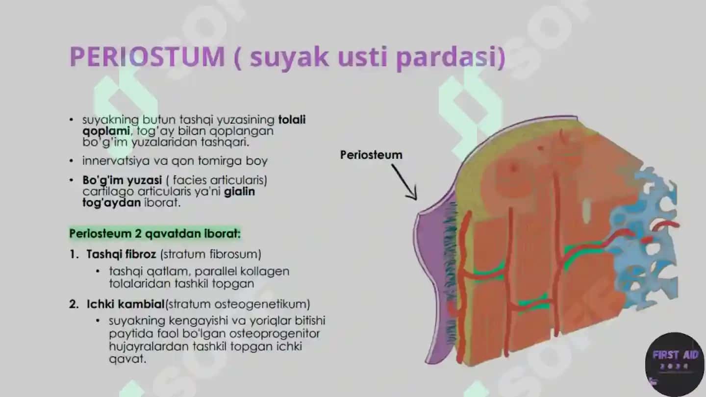 Anatomik satihlar 8