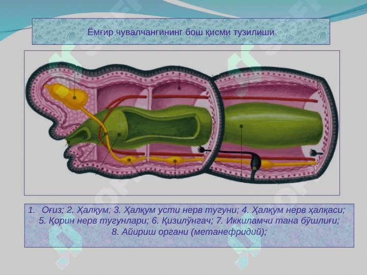 Xalqali chuvalchanglar 7