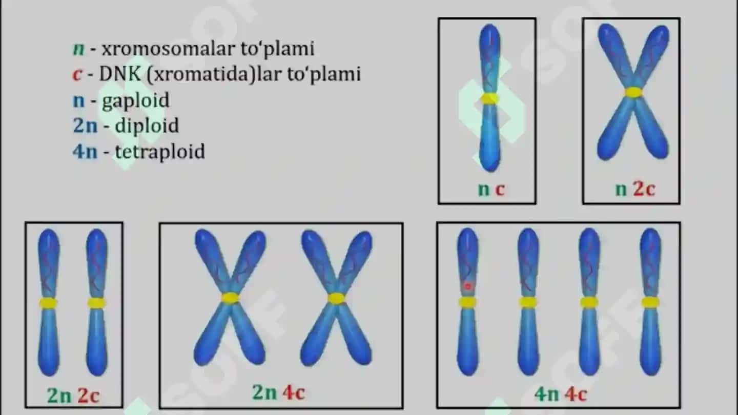 HUJAYRA PROFILIRATSIYASI VA MITOZ VA MEYOZ 3
