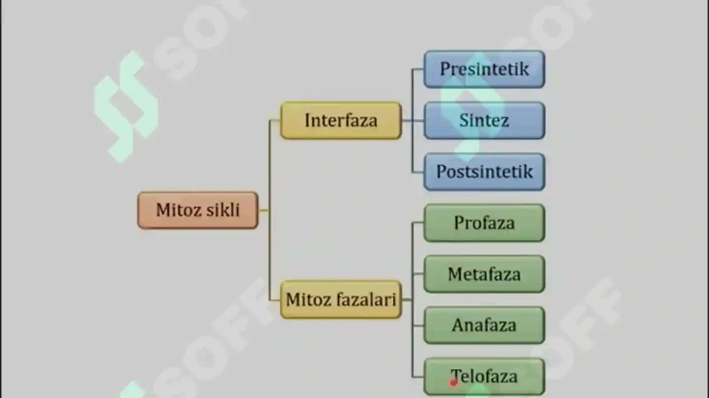 HUJAYRA PROFILIRATSIYASI VA MITOZ VA MEYOZ 4