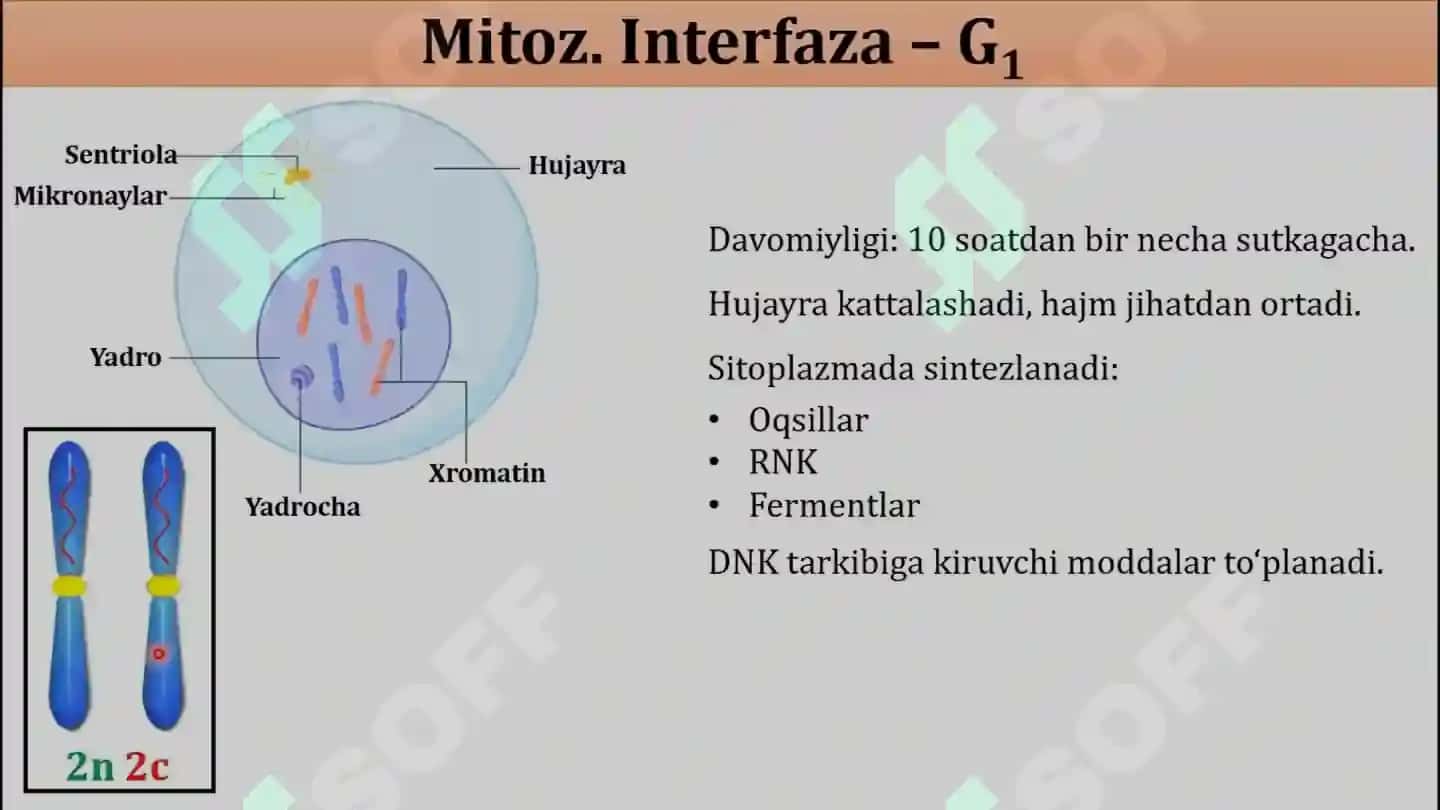 HUJAYRA PROFILIRATSIYASI VA MITOZ VA MEYOZ 5