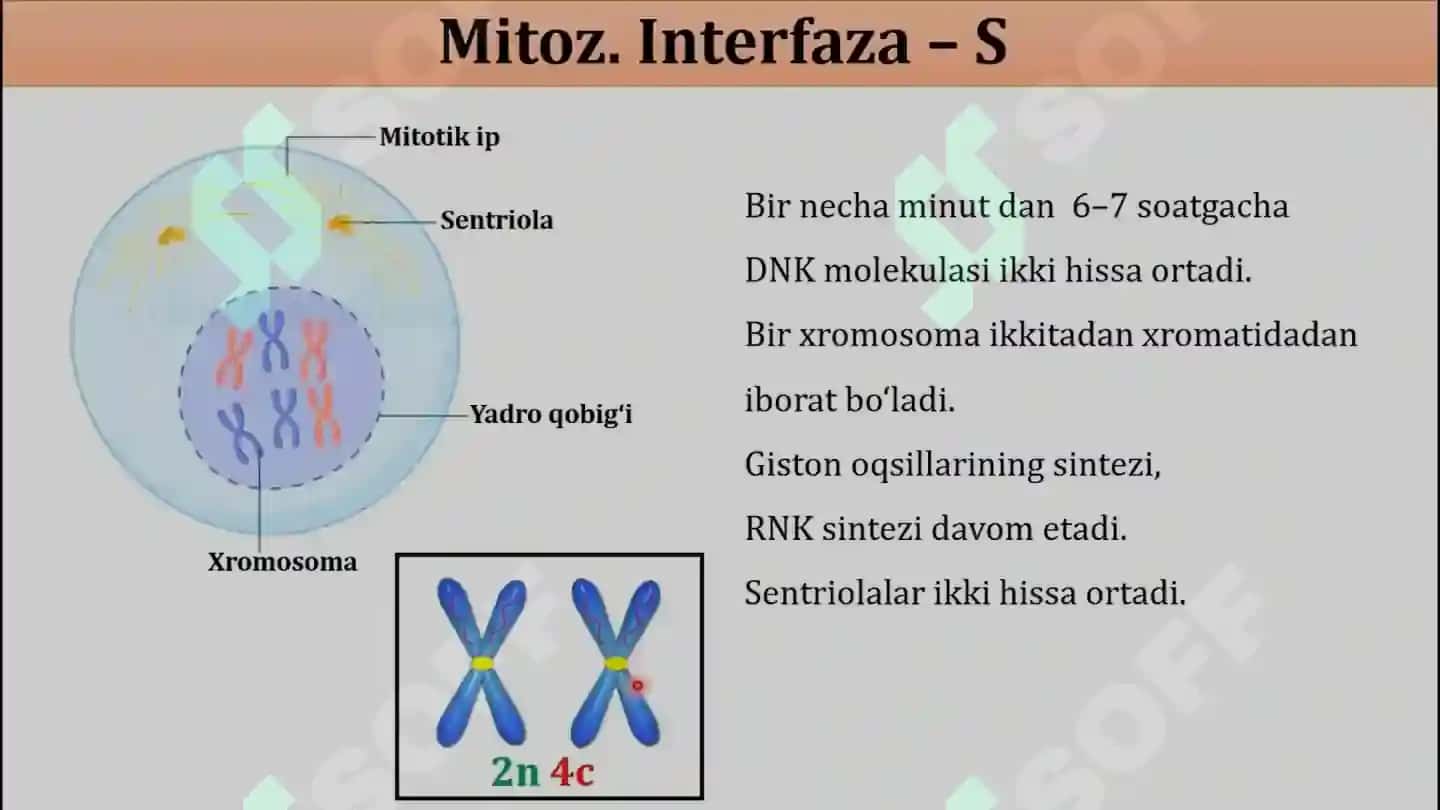 HUJAYRA PROFILIRATSIYASI VA MITOZ VA MEYOZ 6
