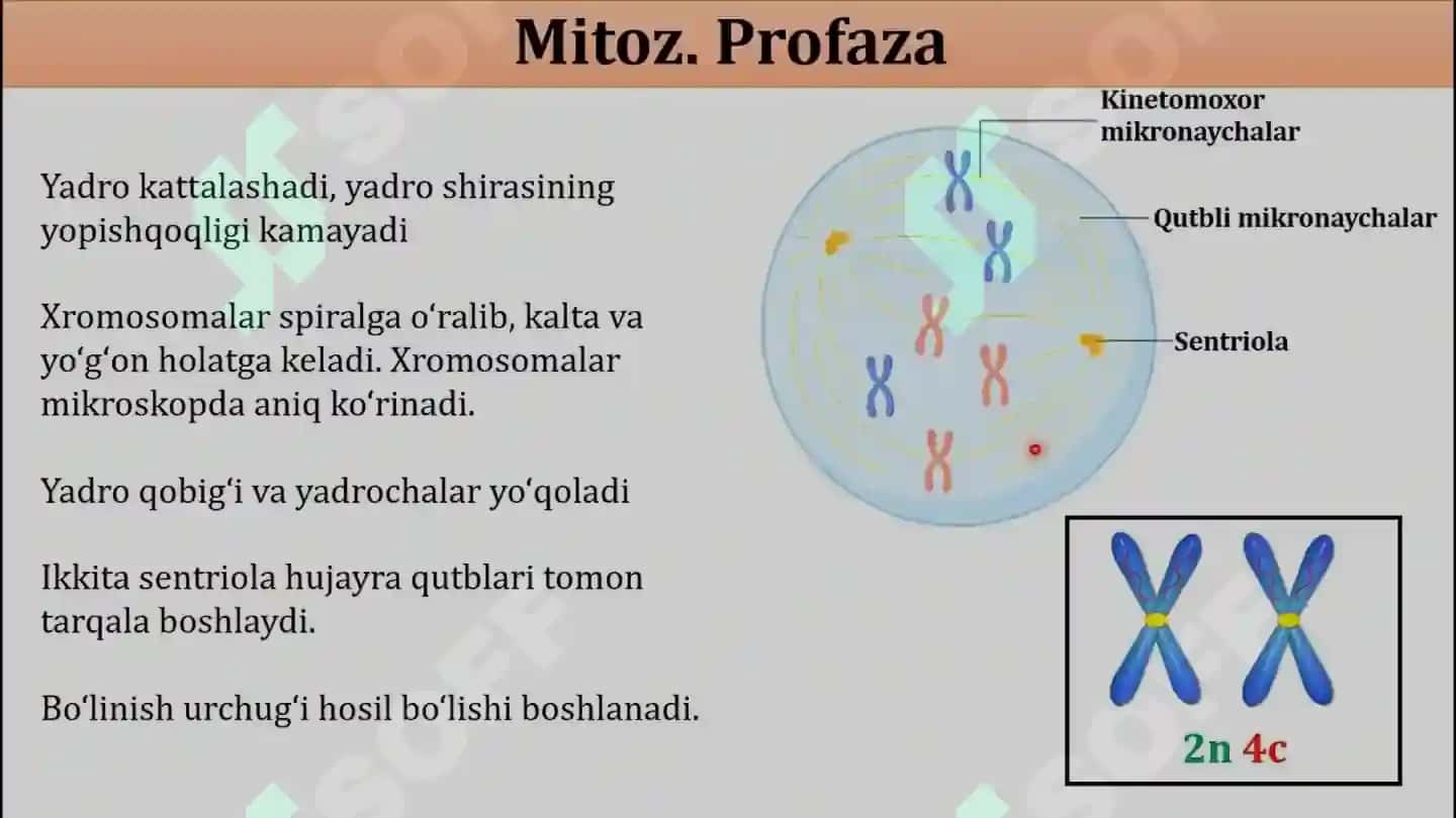 HUJAYRA PROFILIRATSIYASI VA MITOZ VA MEYOZ 7