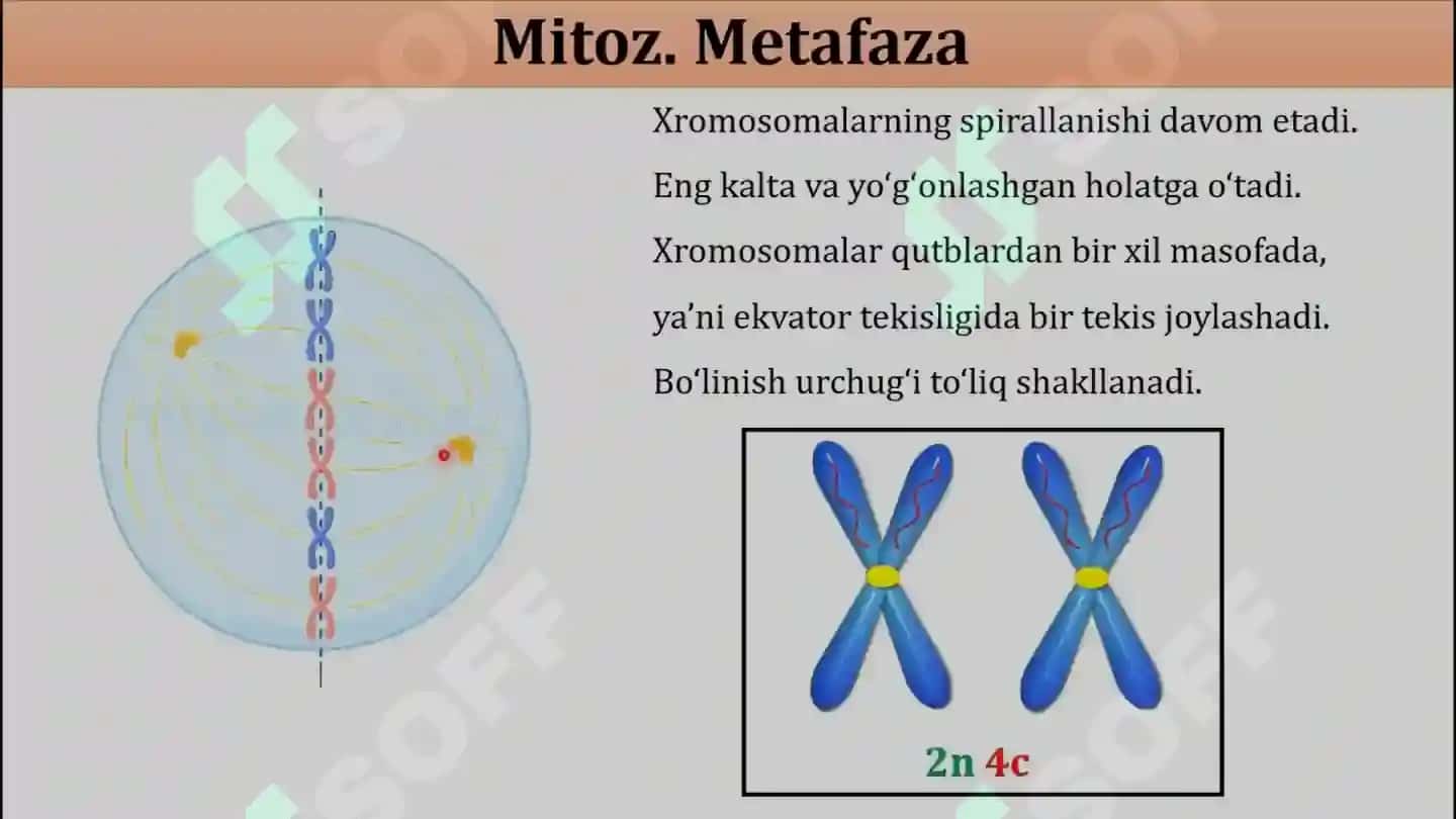 HUJAYRA PROFILIRATSIYASI VA MITOZ VA MEYOZ 8