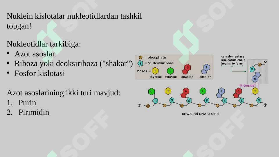 IRSIYATNING MOLEKULYAR  ASOSLARI. BIOTEXNOLOGIYA. O‘ZGARUVCHANLIK. 6