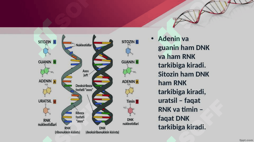 Tiriklikning molekulyar asoslari. Nuklein kislotalar va irsiy belgilarni nasldan-naslga o‘tishdagi roli. DNK ning oqsil biosintezidagi roli. O‘zgaruvchanlik va uning shakllari. 8