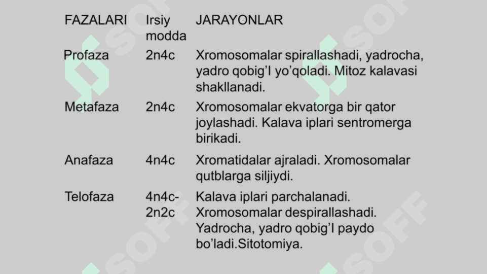 Mitoz va meyoz sikllari. 4