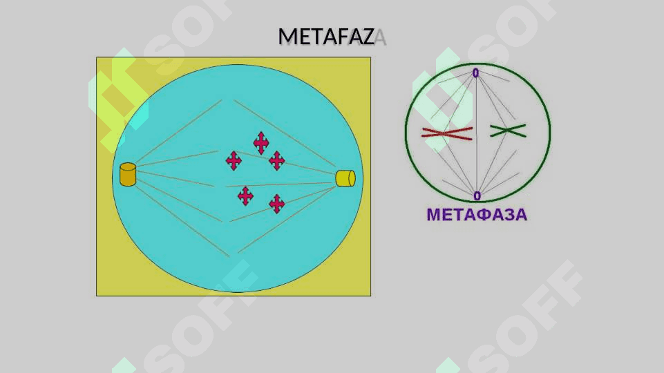 Mitoz va meyoz sikllari. 7