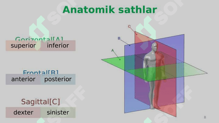 Anatomiyaga kirish. Osteologiya. Umurtqalar. 8