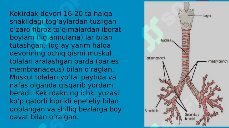 KEKIRDAKNING KLINIK ANATOMIYASI 6