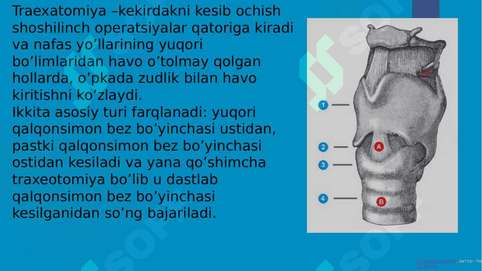 KEKIRDAKNING KLINIK ANATOMIYASI 8