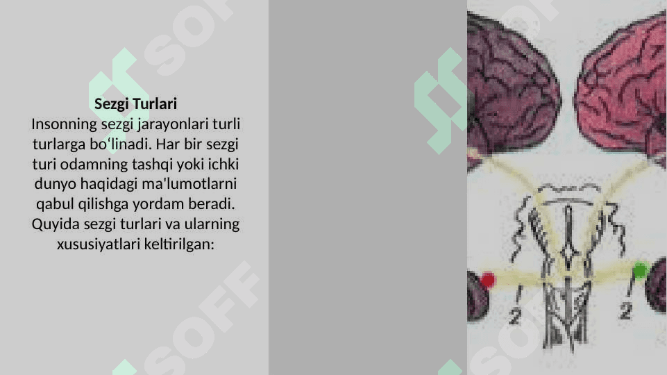 Sezgi turlari va qonuniyatlari 4