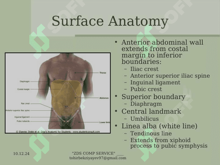 The  Abdomen 2