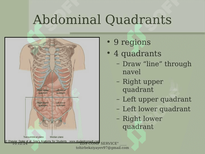 The  Abdomen 3