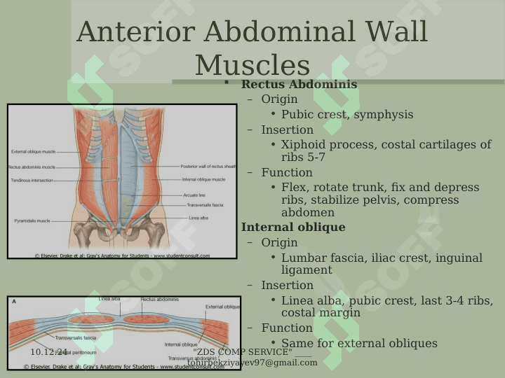 The  Abdomen 5