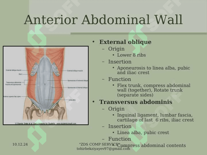 The  Abdomen 6