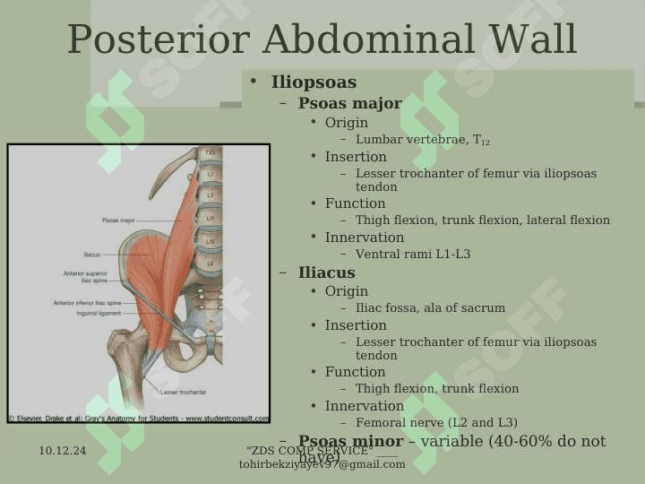 The  Abdomen 7