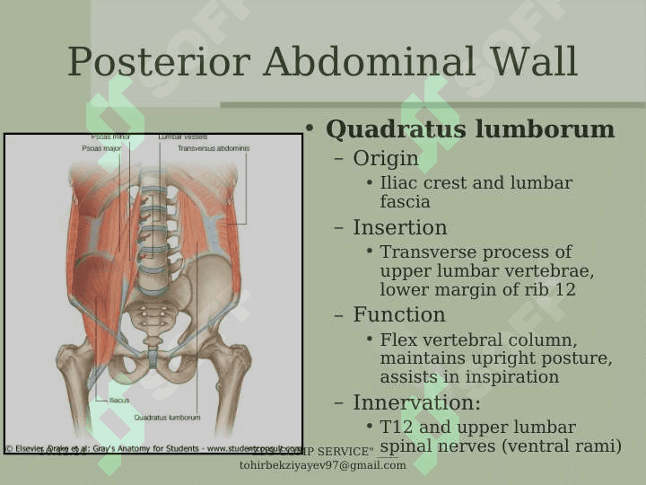 The  Abdomen 8
