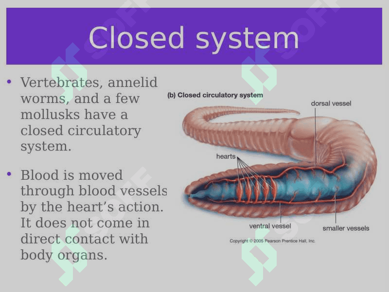 Circulatory system 6
