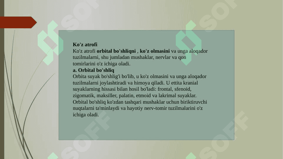 Yuzning oldingi sohasi klinik anatomiyasi 3